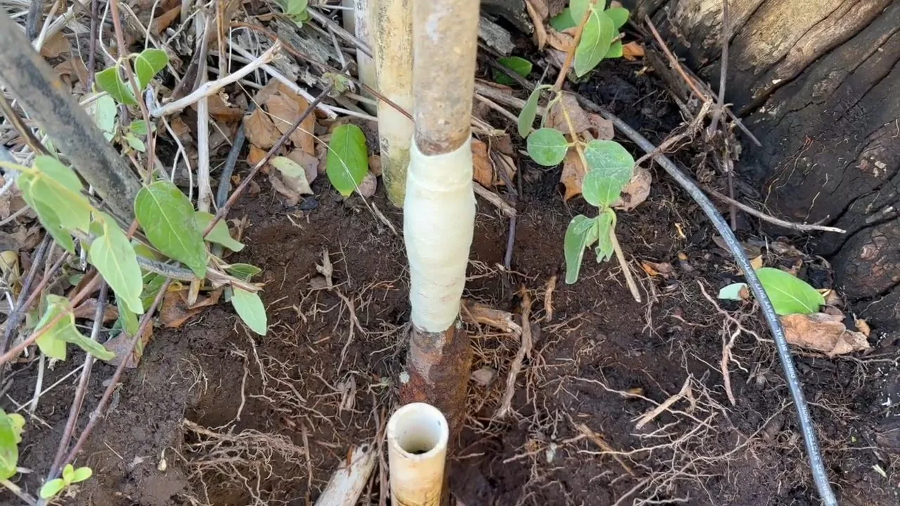 Garden sprinkler pipe wrapped in white repair tape beside a white PVC stub in disturbed soil